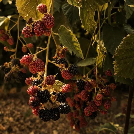 Agroecology And Gastronomy Bed & Breakfast Kusadası