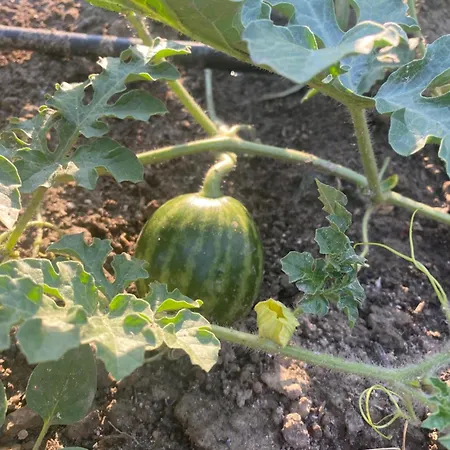 Bed & Breakfast Agroecology And Gastronomy *