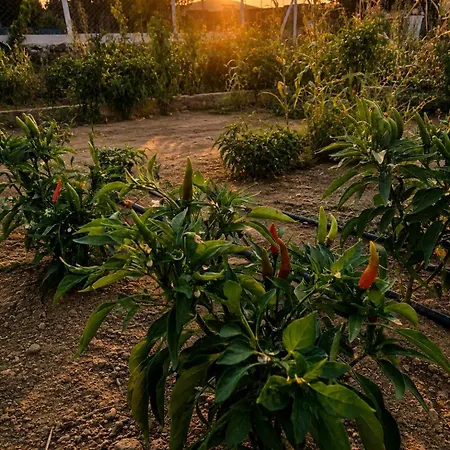 Agroecology And Gastronomy * Kusadası